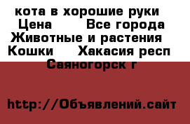 кота в хорошие руки › Цена ­ 0 - Все города Животные и растения » Кошки   . Хакасия респ.,Саяногорск г.